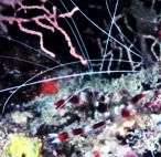 Маленькая креветка – ближайший друг подводных организмов