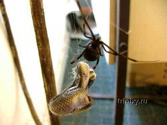 Змея против паука (4 фото)