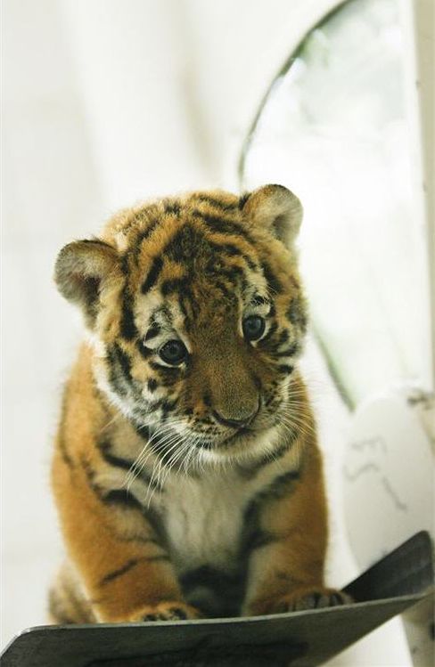 Первая встреча с людьми 6-месячного тигренка Антареса (7 фото)
