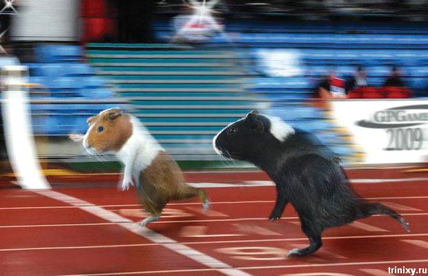 Олимпийские свинки (12 фото)