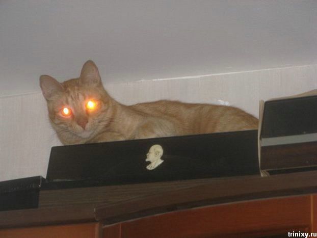 Коты-прожекторы и сумчатые коты (40 фото)