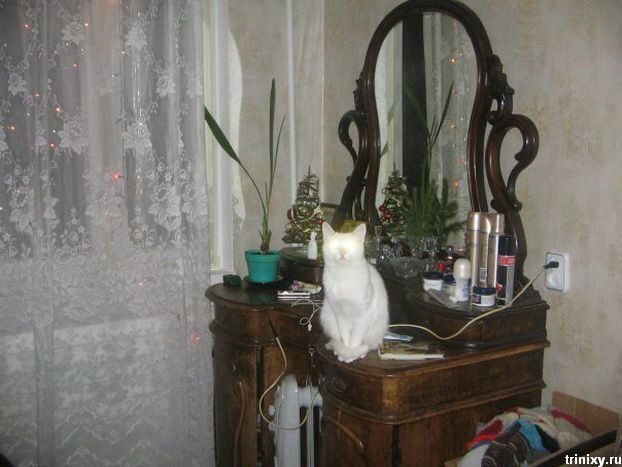 Коты-прожекторы и сумчатые коты (40 фото)