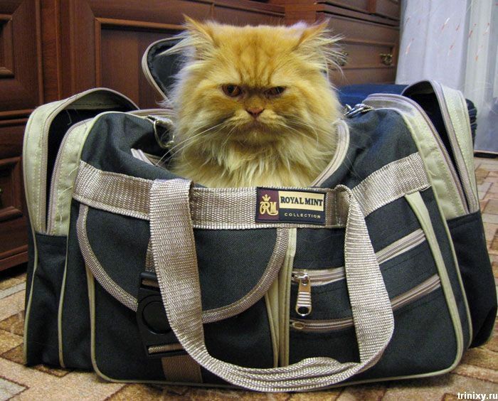 Кот на портфеле
