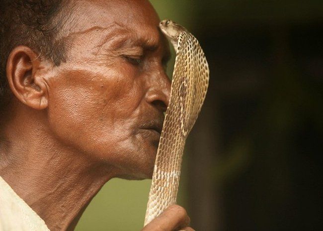 Заклинатели змей (44 фото)