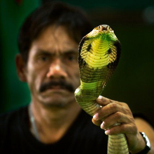 Заклинатели змей (44 фото)