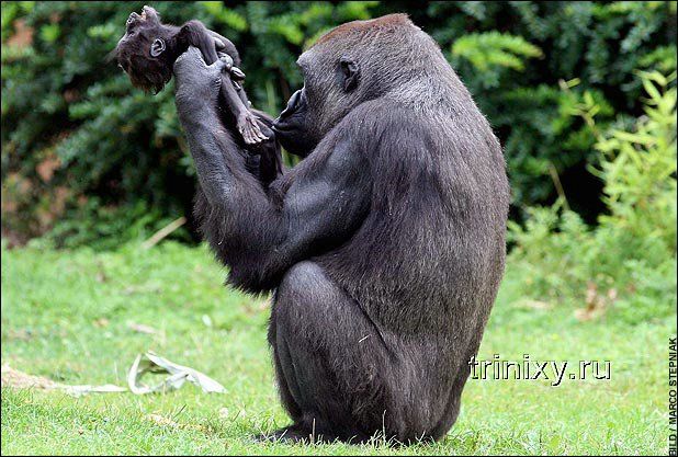 Трагедия гориллы Ганы (3 фото + видео)