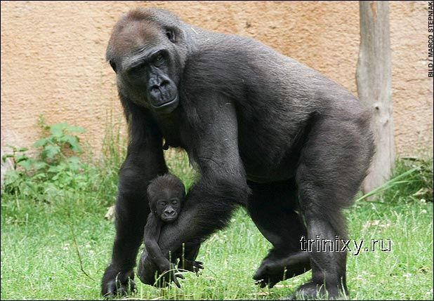 Трагедия гориллы Ганы (3 фото + видео)