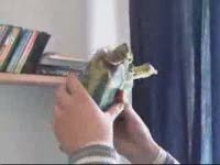 Видео дня! Бронированная реактивная черепаха )) (3.2 мб)