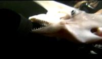 Удивительная акула. Смотрите, что делает челюстями (4.0 мб)
