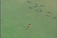 Неудачно пошла купаться. Стая акул приплыла (1.8 мб)