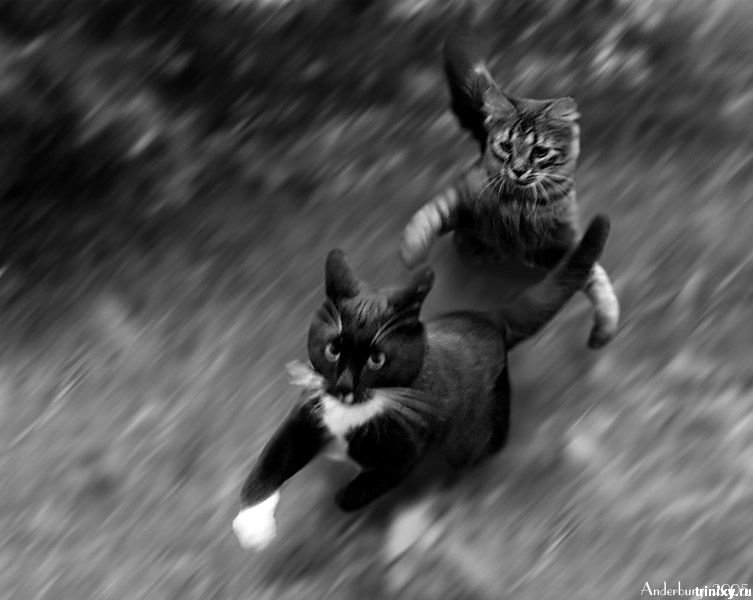 Никуда зачем. Коты бегут. Кошка бегает. Кот удирает. Котенок бежит.