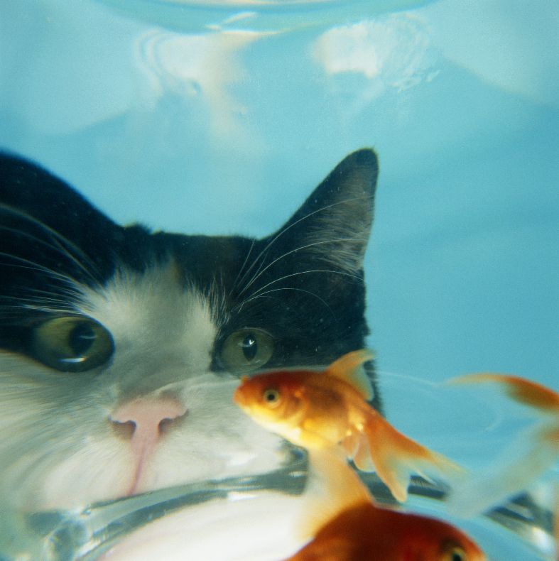 Кошечка рыбка. Кот с рыбой. Рыбки для кошек. Котик с рыбкой. Аквариум с кошкой.