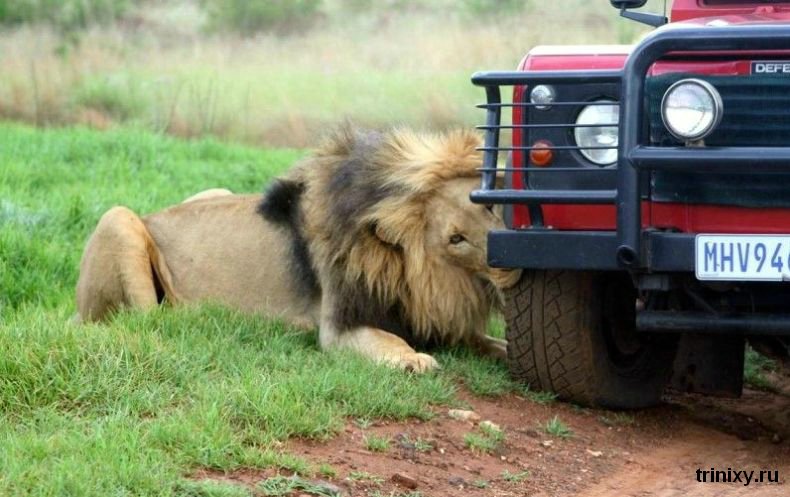 Львы научились тормозить туристов (6 фото)