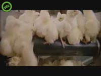 Жесть. Бедные цыплята. Это на всех птицефабриках так? (8.6 мб)