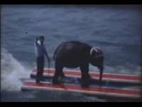 1959 год. Слон на лыжах (1.4 мб)