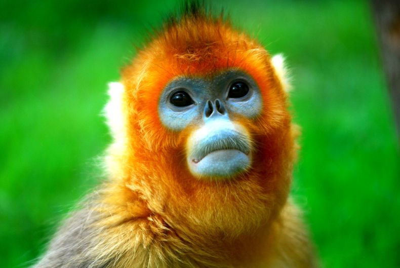 Золотистые курносые обезьяны (12 фото)