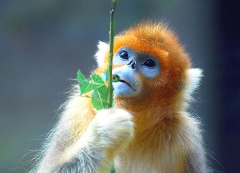 Золотистые курносые обезьяны (12 фото)