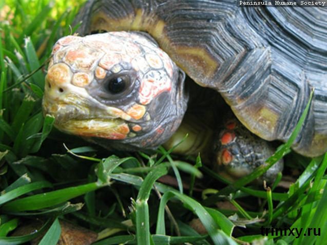 Протез для черепахи (11 фото)