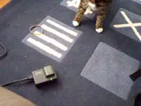 Кот атакует (3.1 мб)