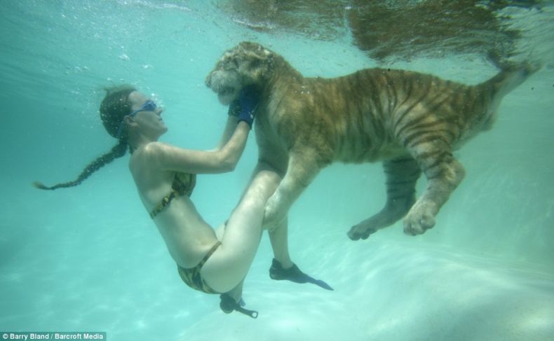 Девушки-дрессировщицы плавают с тиграми (10 фото)
