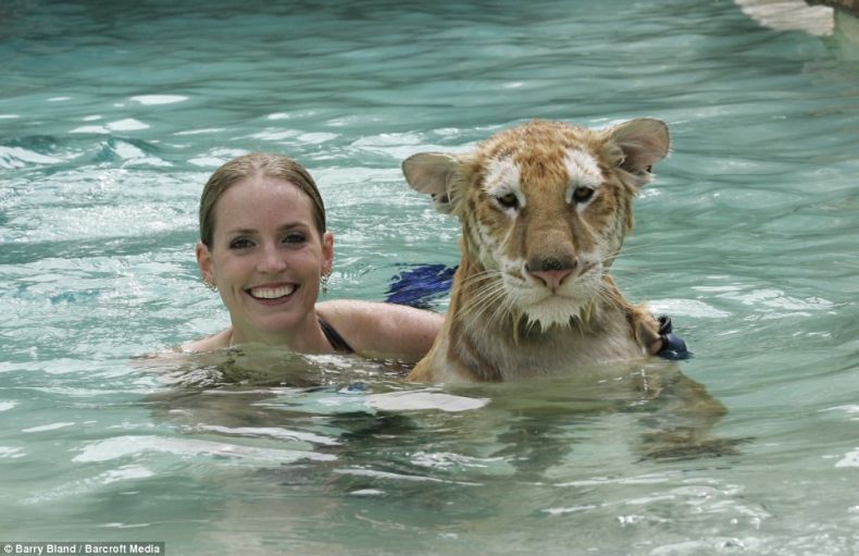 Девушки-дрессировщицы плавают с тиграми (10 фото)