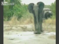 Слон решил напасть на оператора, но подскользнулся )) (1.2 мб)