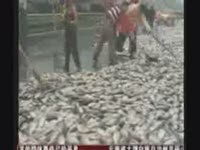 В Китае рассыпали живую рыбу (1.0 мб)