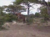 Битва жирафов (6.2 мб)