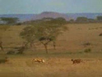Спасение антилопы (0.9 мб)