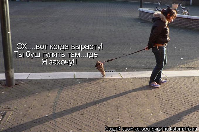 Бывшая хочет погулять. Гулять с собакой. Прогулка с собакой прикол. Кот выгуливает собаку. Прогулка смешные картинки.