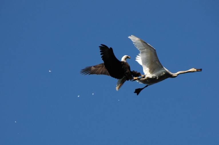 Схватки в небе. Лебедь и Орел. Орел нападает на лебедя. Лебедь в полете. Лебедь в воздухе.