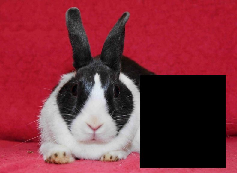 Кролик Винсент (3 фото)