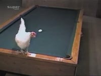 Курица играет в бильярд (0.4 мб)