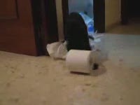 Кот и туалетная бумага (2.9 мб)
