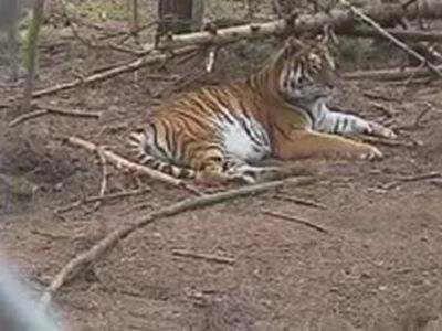 Недовольная тигрица (2.5 мб)