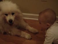 Ребенок и собака (2.7 мб)