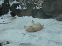 Классный медведь в московском зоопарке (4.1 мб)