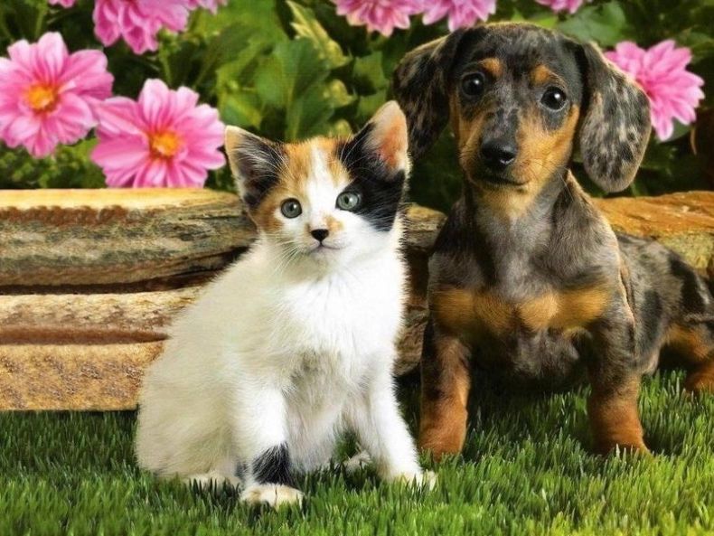 милые коты и собаки наиболее