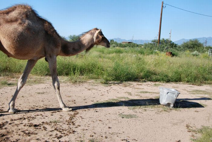 Верблюд уничтожает бачок (21 фото)
