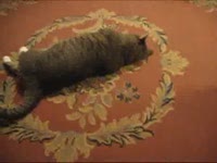 Толстый падающий кот (1.9 мб)