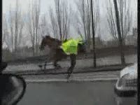 В Париже ускакала лошадь. Поймали через 5 километров (4.0 мб)