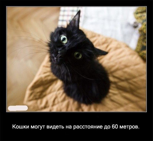 Забавные факты про кошек (56 картинок)