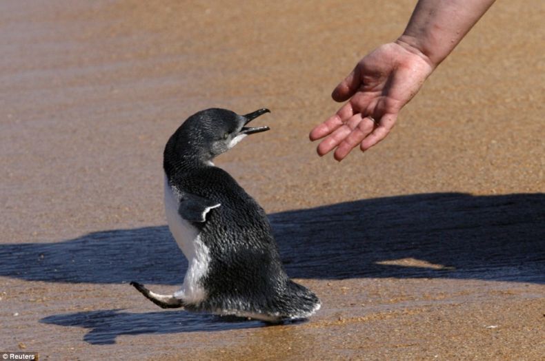 Детский садик для пингвинов (6 фото)