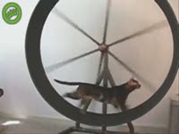 Коты в колесе (16.2 мб)