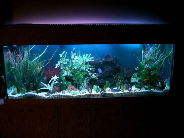 Очень красивые аквариумы (50 фото)