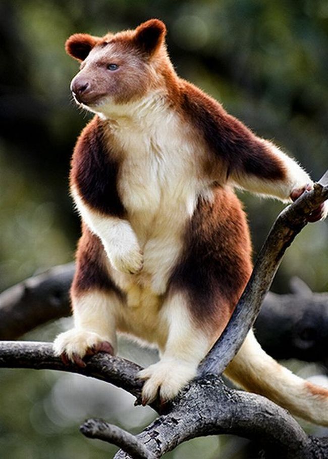 Древесное кенгуру (20 фото)