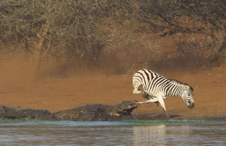Зебра против крокодила. Кто победит? (10 фото)