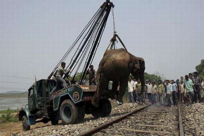 Спасение слона (6 фото)