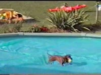 Собака и бассейн (3.1 мб)