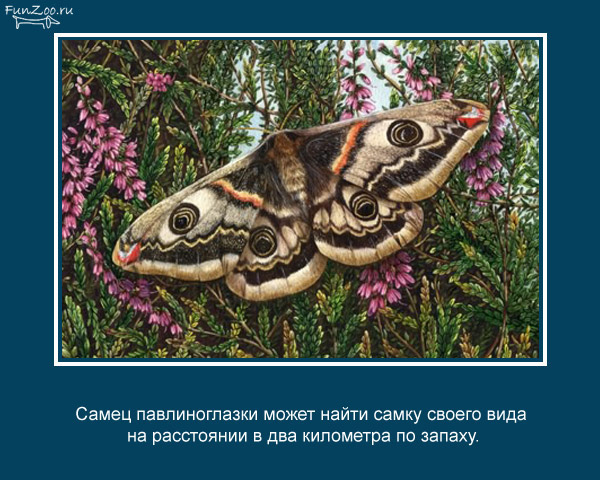 https://cdn.trinixy.ru/pics4/20090504/animal_facts_02.jpg